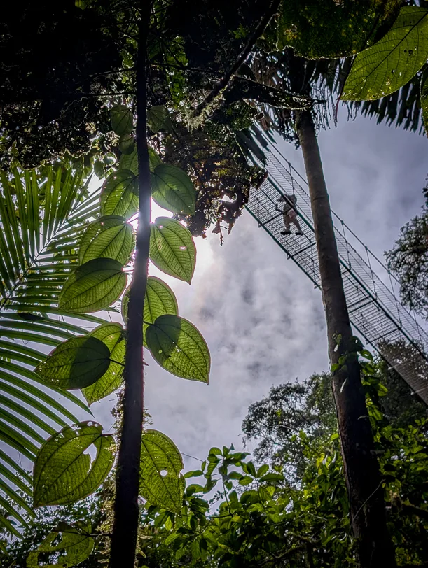 View upwards through tropical vegetation with palm fronds and large leaves to a suspension bridge between the treetops under a cloudy sky.